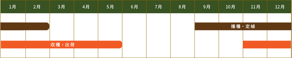 ブロッコリー
